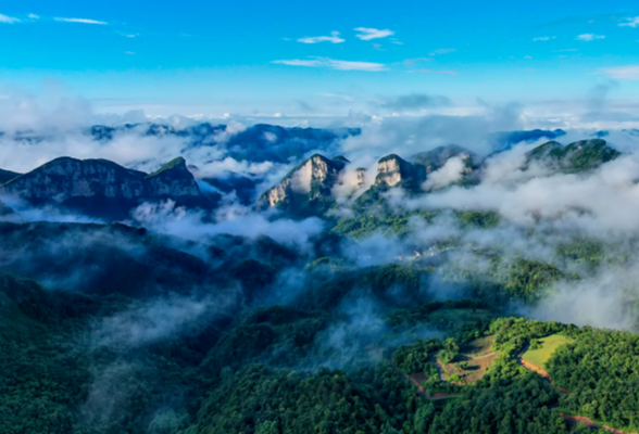 湖南的气象密码｜桑植为什么适合种白茶，它怕不怕干旱？