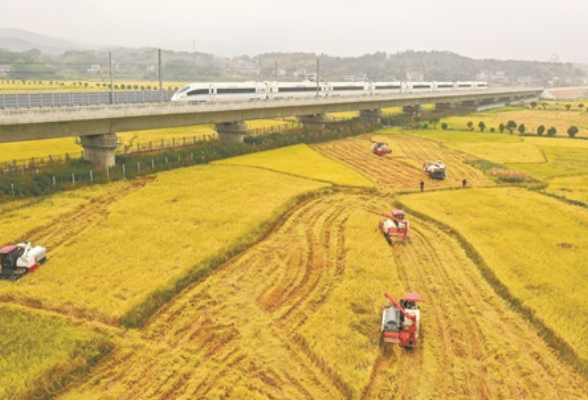 益阳金秋田园“丰”景如画