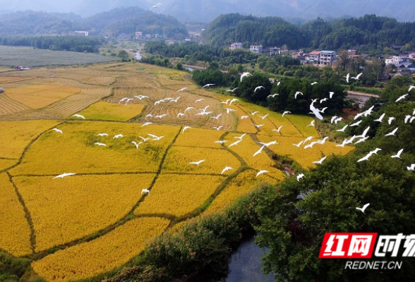 “湘米出湘”迎发展新机遇 湖南瑶珍粮油入选首批“消费教育基地”