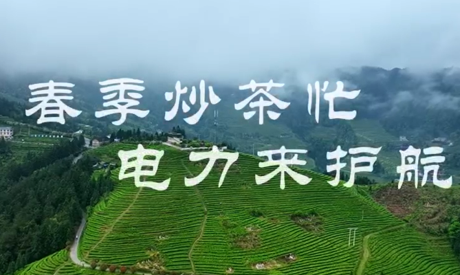 春季炒茶忙丨电气化制茶助力茶企品质提升保增收