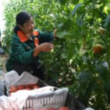 农业农村部紧急部署蔬菜抗涝减灾和秋冬稳产保供工作