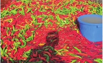 湖南的鱼也爱吃辣：湖南多个养鱼场用辣椒喂鱼，最爱的是朝天椒