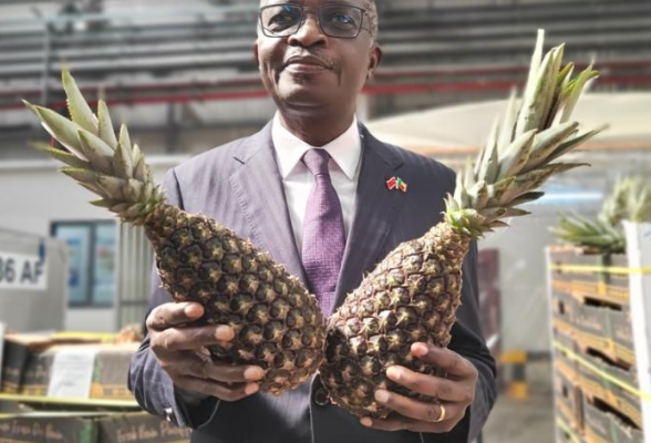 17小时跨洲新鲜直达 非洲贝宁“甜面包”菠萝首单落地长沙