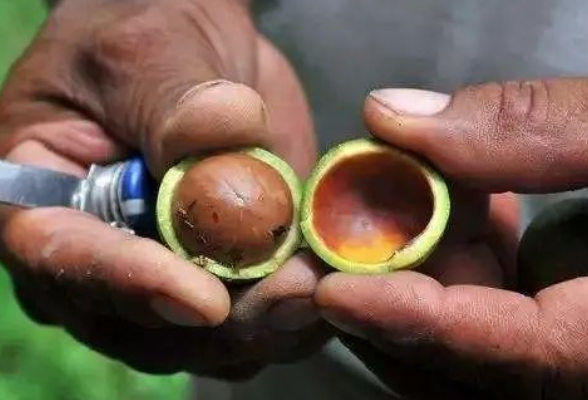 湖南引进的非洲坚果搭上“零关税”快车}