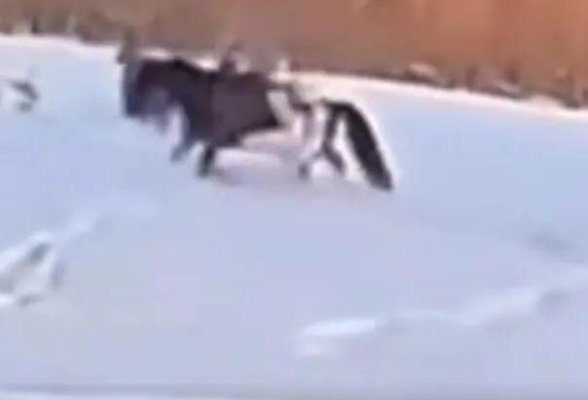 官方辟谣“贺娇龙坠马原视频曝光”，称内容不实，将介入处理