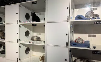 寄养、托管、高铁同行 ，宠物经济成湖南春节消费亮点