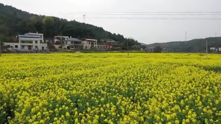 视频丨油菜花开 湘乡最美“网红公路”来了