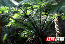 江华蔚竹口乡发现濒危植物桫椤群 为恐龙同时代植物