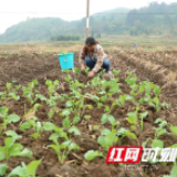 江华：8万亩油菜种植忙