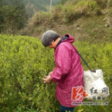 双牌打鼓坪乡：万亩茶园变身指尖“绿色银行”