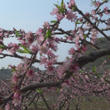 视频丨江永香花井村：桃花盛开春意浓