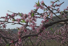 视频丨江永香花井村：桃花盛开春意浓