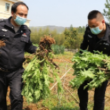 视频丨东安警方查处一起非法种植罂粟案