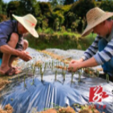 蓝山：春分果树嫁接忙（图）