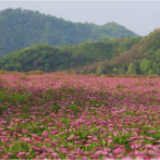 双牌全家洲湿地：花丛如茵缀春光