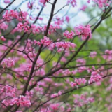 东安横塘：野生紫荆花盛开