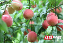 江华：雨后的蜜桃很美 再不摘就来不及了