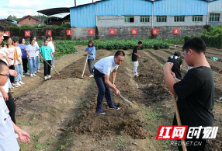 江华码市镇中学：田间地头“干农活” 感受粮食来之不易