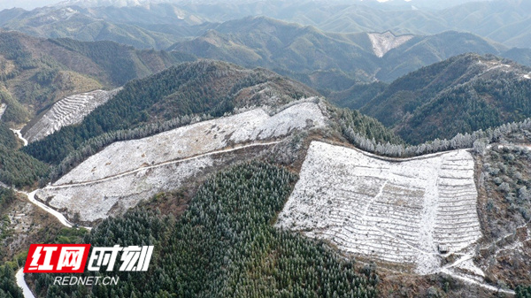 1月8日早上，湖南省新田县北部高海拔山区普降小雪，公路、房屋都覆盖了一层白白的雪花，与山上的绿树一起勾勒出一幅美妙的冬景图。（蒋军君）