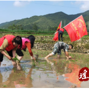 江华水口镇：青年助力插秧苗 田野闪烁“瑶都红”