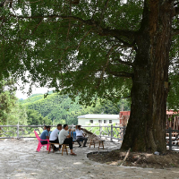 蓝山：千年银杏 遮阴乘凉