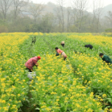 祁阳沙滩桥村：对接大湾区 打造有机蔬菜“洼地”