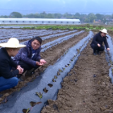 冷水滩：寒潮天气来袭  蔬菜基地多措增温防寒保供应