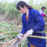 湖南祁阳：又到糖蔗丰收时 红糖熬制香飘飘