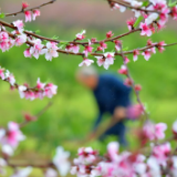 江永：春分时节农事忙（图）