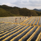 双牌：何家洞里种茶忙