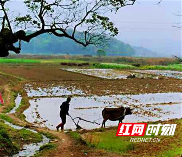 连日来，江永县疫情防控等级已下降到低风险，村民们的心情格外愉悦，社会生产生活正逐步恢复原有活力。（何绍云）