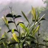视频丨永州阳明山：杜鹃花开采茶忙