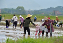 组图|江永：春耕春播正当时 村民田间育秧忙