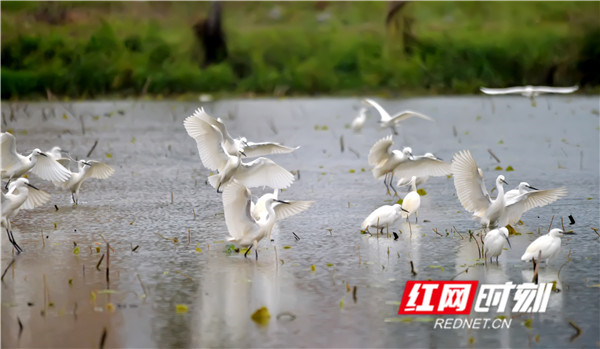 清明节来临，气温抬升雨水多，正是鸟儿最欢乐的时期。4月1日，在永州江永县田野里一群白鹭正在觅食，它们或群起群飞、或成双成对、或独享自由，给春日的江永增添了勃勃生机。（黄海）