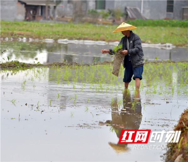 4月21日，江永县潇浦镇向光村的农民在田间犁田、抢插早稻秧苗，开展春播作业。（黄海）