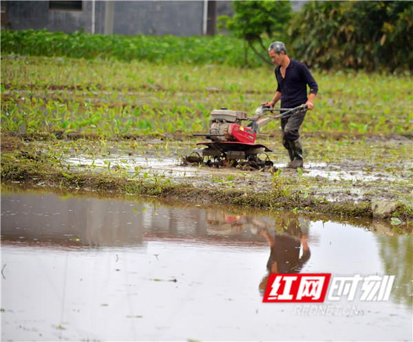 眼下正是种植早稻的时节，江永县在抓好疫情防控的同时，努力化危为机、逆势而上，积极指导农户有序开展春耕工作。（黄海）
