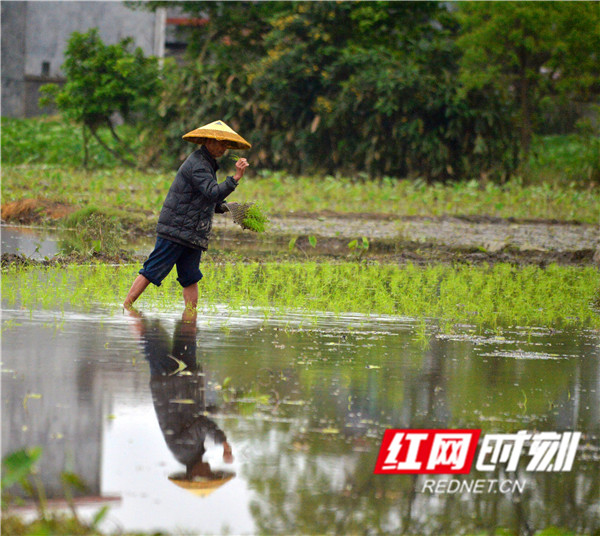 4月21日，江永县潇浦镇向光村的农民在田间犁田、抢插早稻秧苗，开展春播作业。（黄海）