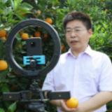 湖南江永：夏橙上线“学习强国商城” 县长带货直播