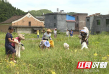 江华：昔日抛荒地 今朝南瓜香