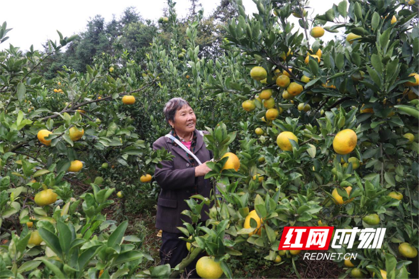 9月24日，湖南省永州市回龙圩管理区八仙洞办事处的村民在采摘自家的橘子，丰收的喜悦写满脸庞。（蒋晨 罗亚岚 李世峰 李卓成）