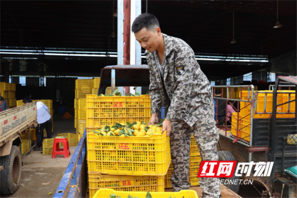 9月24日，湖南省永州市回龙圩管理区的居民将自家已成熟的橘子送到集中销售点，准备售卖自家的橘子。（蒋晨 罗亚岚 李世峰 李卓成）