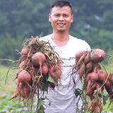 视频丨零陵：红薯地里的丰收希望