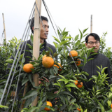 宁远：农技人员深入田间指导防寒过冬