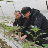 零陵：农技人员为蔬菜种植户“保驾护航”