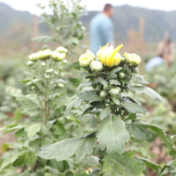 宁远：荒山长满“黄金菊” 乡村振兴再发力