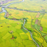 新田：田园景如画 稻香说丰收（图）