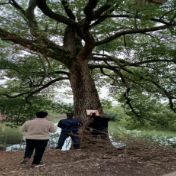 祁阳羊角塘镇：给39棵百年古树更换“身份证”