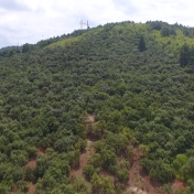 祁阳：规范油茶采摘秩序 确保油茶丰收
