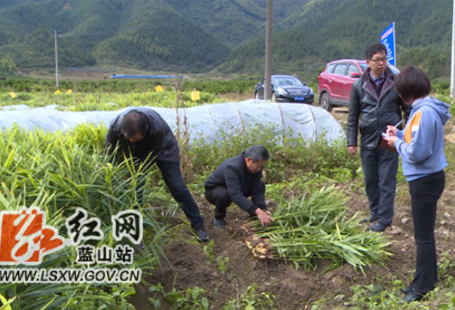 蓝山县所城镇：种植脱毒原种姜 助群众增产增收