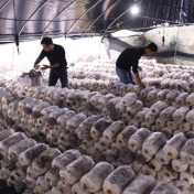 湖南道县：小蘑菇撑起大产业（组图）